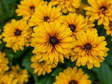 Trvalky Rudbekia Littlebeckia Ballerina(4)