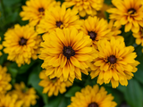 Trvalky Rudbekia Littlebeckia Ballerina(4)