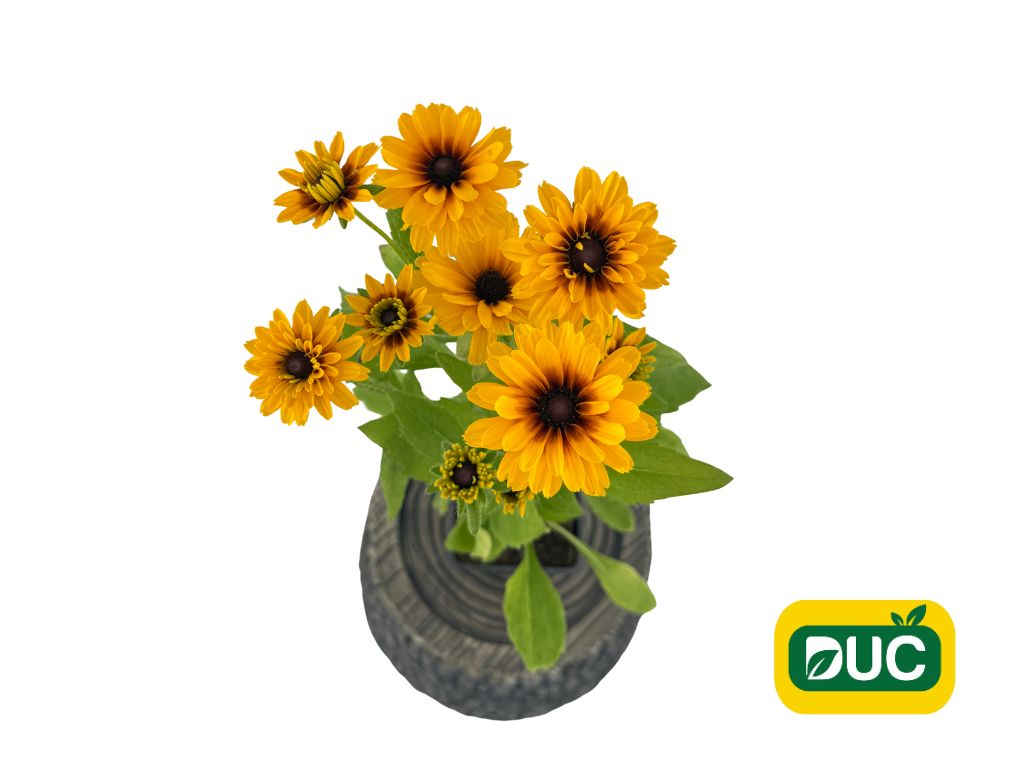 Trvalky Rudbekia Littlebeckia Ballerina(1)