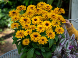 Trvalky Rudbekia Littlebeckia Ballerina(3)