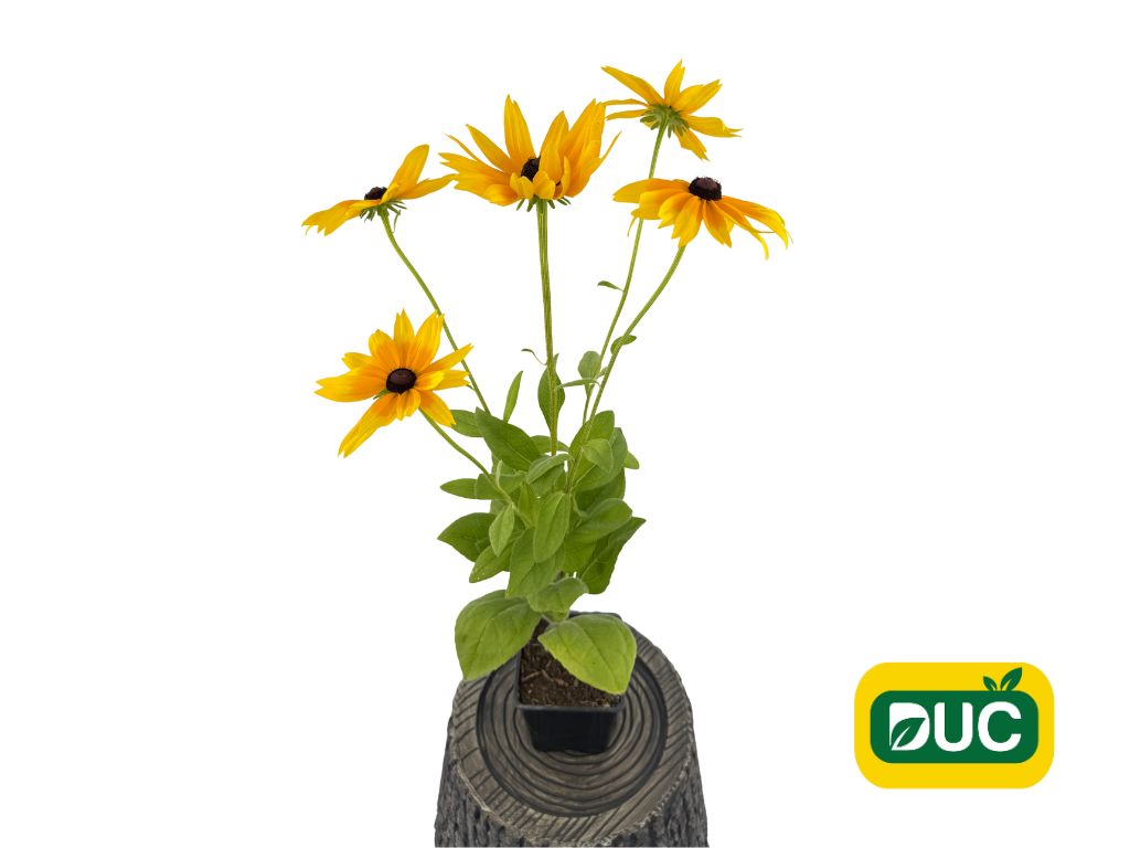 Trvalky Rudbekia Sunbeckia Maya(2)