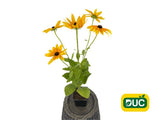 Trvalky Rudbekia Sunbeckia Maya(2)