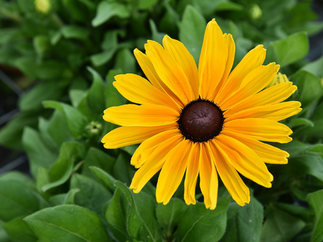 Trvalky Rudbekia Sunbeckia Maya(5)