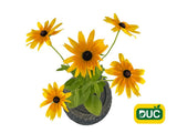 Trvalky Rudbekia Sunbeckia Maya(1)