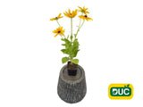 Trvalky Rudbekia Sunbeckia Maya