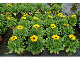 Trvalky Rudbekia Sunbeckia Maya(3)