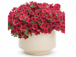 Minipetúnia Million Bells Unique Red