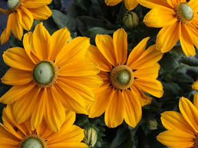 Trvalky Rudbekia Sunbeckia Ophelia(9)