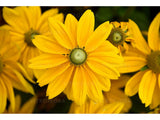 Trvalky Rudbekia Sunbeckia Ophelia(5)