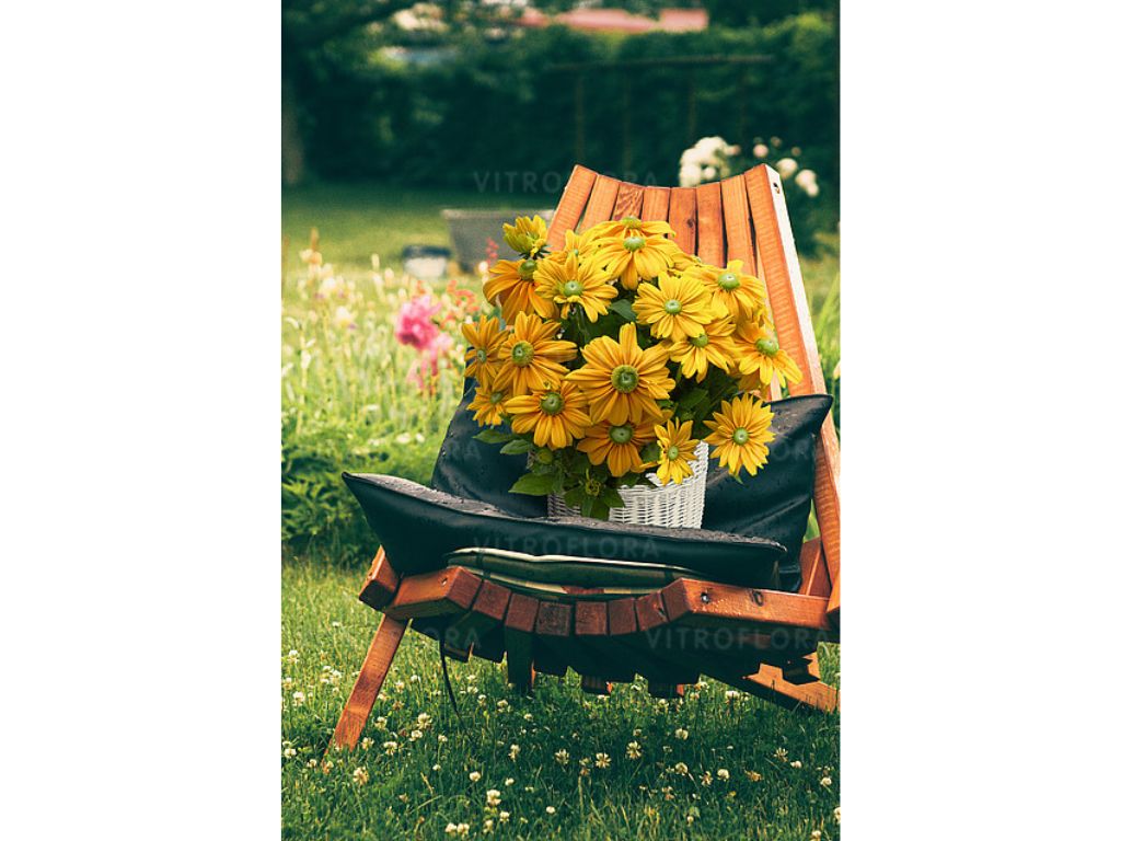 Trvalky Rudbekia Sunbeckia Ophelia(4)
