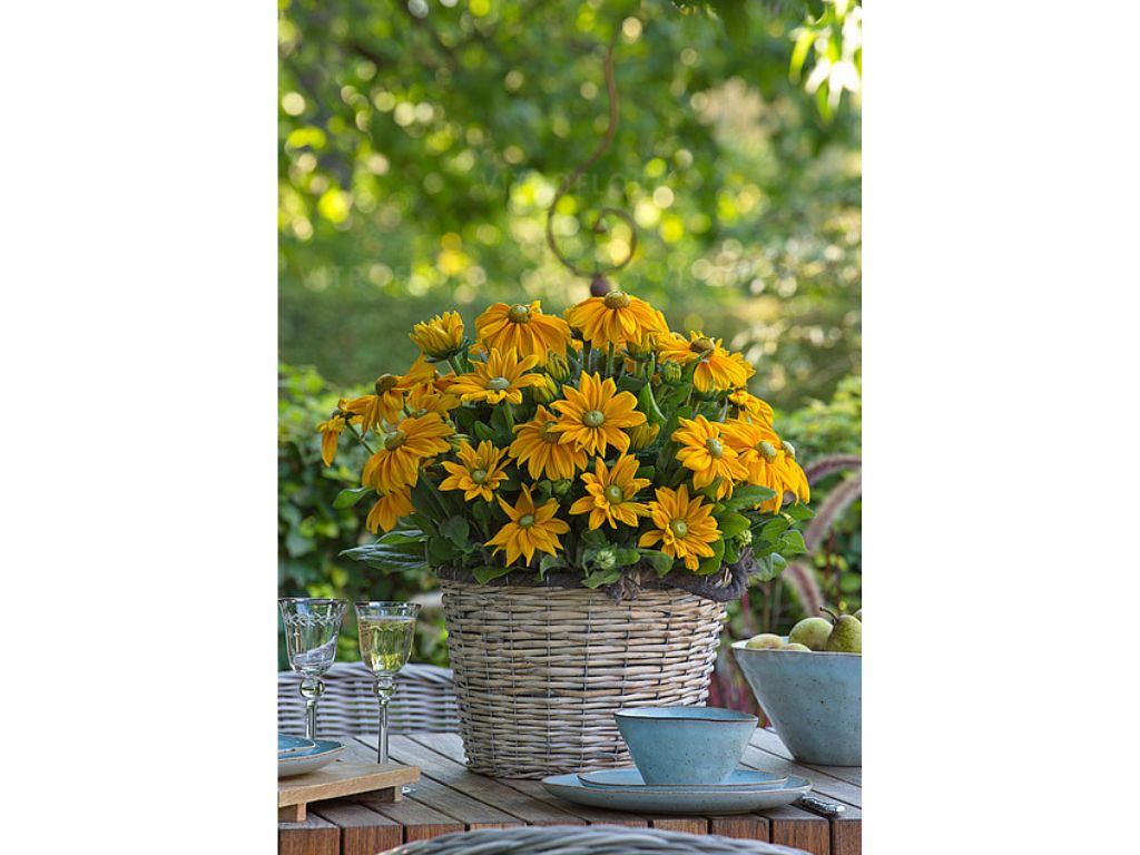 Trvalky Rudbekia Sunbeckia Ophelia(3)