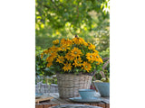 Trvalky Rudbekia Sunbeckia Ophelia(3)