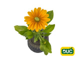 Trvalky Rudbekia Sunbeckia Ophelia(2)