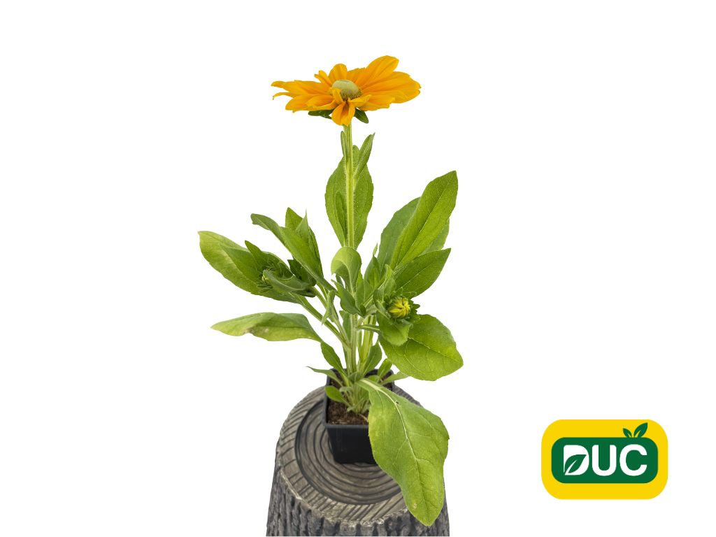 Trvalky Rudbekia Sunbeckia Ophelia(1)
