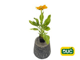 Trvalky Rudbekia Sunbeckia Ophelia