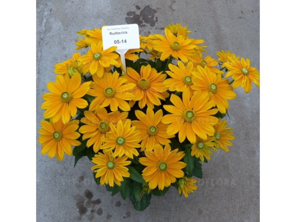 Trvalky Rudbekia Sunbeckia Ophelia(7)