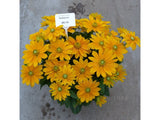 Trvalky Rudbekia Sunbeckia Ophelia(7)