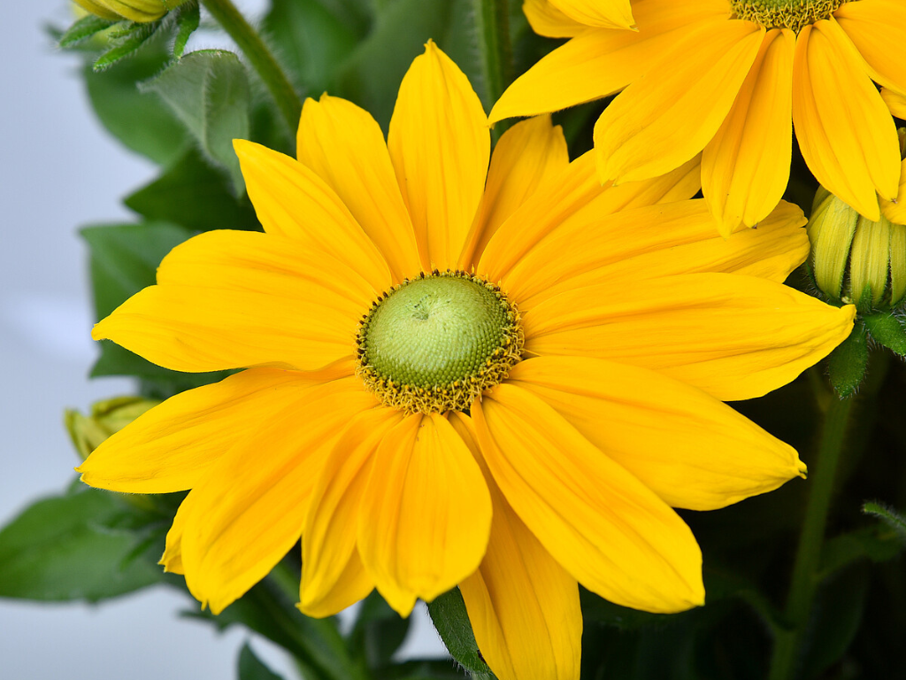 Trvalky Rudbekia Sunbeckia Ophelia(8)