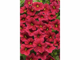 Minipetúnia Million Bells Unique Red (1)