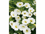 Letničky a balkónové kvety Minipetúnia Million Bells Unique White(3)