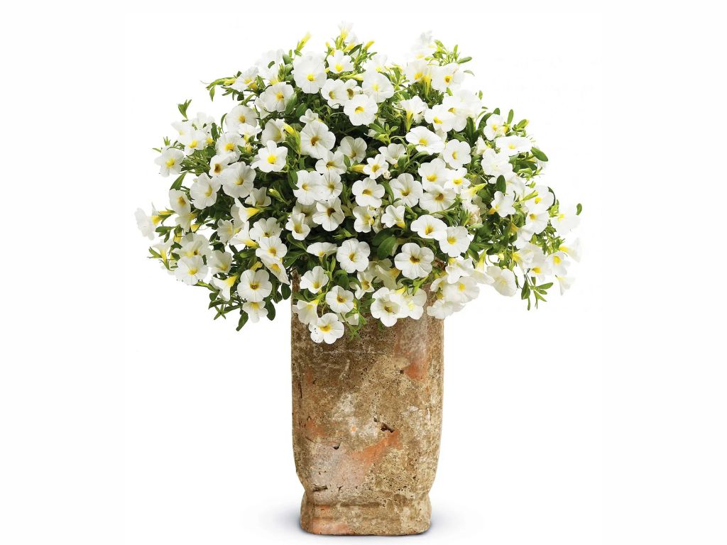 Letničky a balkónové kvety Minipetúnia Million Bells Unique White(4)
