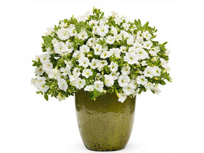 Letničky a balkónové kvety Minipetúnia Million Bells Unique White(5)