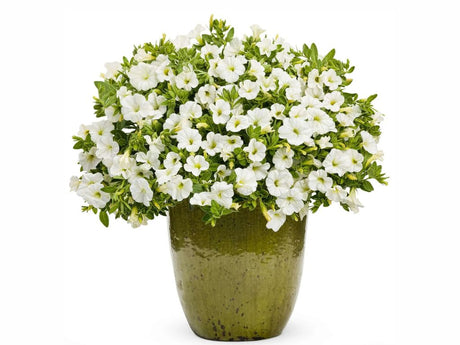 Letničky a balkónové kvety Minipetúnia Million Bells Unique White(5)
