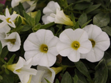Letničky a balkónové kvety Minipetúnia Million Bells Unique White(1)