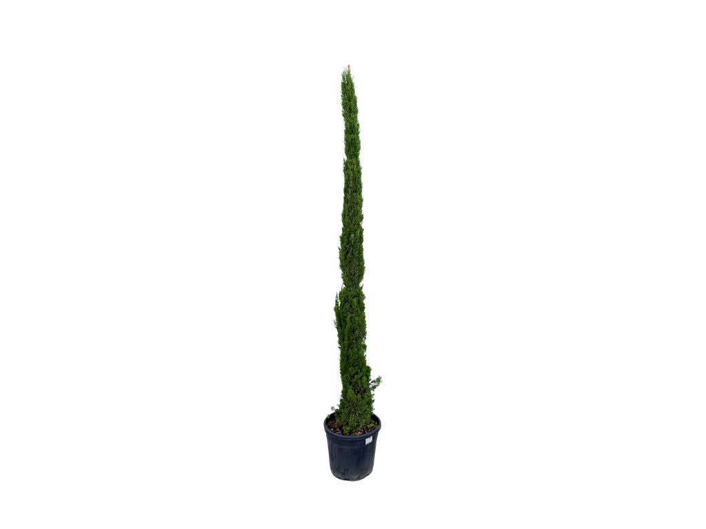 Okrasné stromy Cyprus vždyzelený Totem 230 260 cm(8)