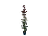 Okrasné stromy Javor mliečny CRIMSON SENTRY 250 300 cm(5)