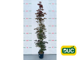 Okrasné stromy Javor mliečny CRIMSON SENTRY 250 300 cm(2)