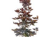 Okrasné stromy Javor mliečny CRIMSON SENTRY 250 300 cm(4)