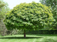 okrasne dreviny ducplant(277)