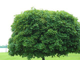Okrasne dreviny ducplant(684)