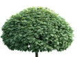 Okrasne dreviny ducplant(685)