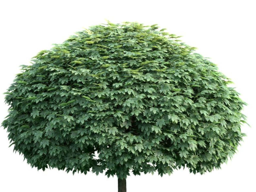 Okrasne dreviny ducplant(685)