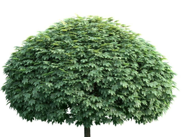Okrasne dreviny ducplant(685)