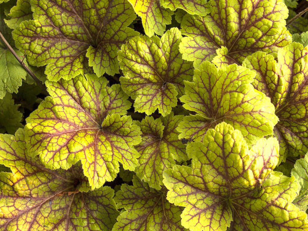 Trvalky Heuchera Electra(3)