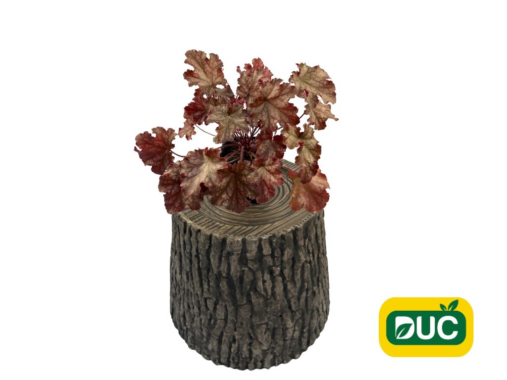 Trvalky Heuchera World Caffe Amaretto(4)