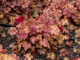 Trvalky Heuchera World Caffe Amaretto(1)