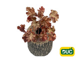 Trvalky Heuchera World Caffe Amaretto(2)