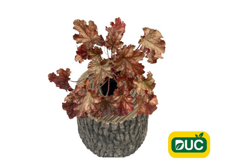 Trvalky Heuchera World Caffe Amaretto(2)