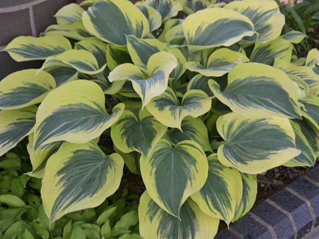 Trvalky Hosta American Halo(1)
