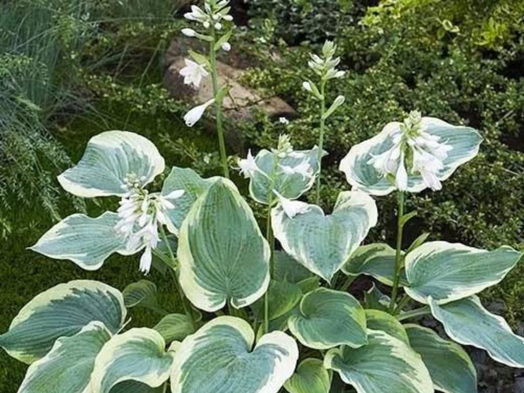 Trvalky Hosta American Halo(5)