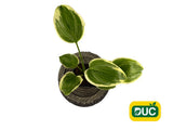 Trvalky Hosta American Halo(6)
