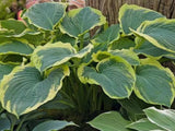 Trvalky Hosta American Halo(7)