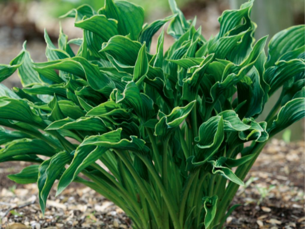 Trvalky Hosta Praying Hands(1)