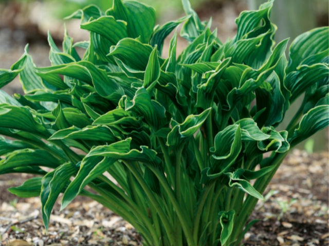 Trvalky Hosta Praying Hands(1)