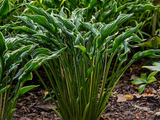 Trvalky Hosta Praying Hands(5)