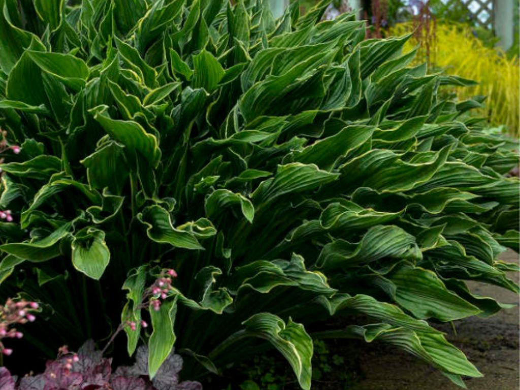 Trvalky Hosta Praying Hands(3)